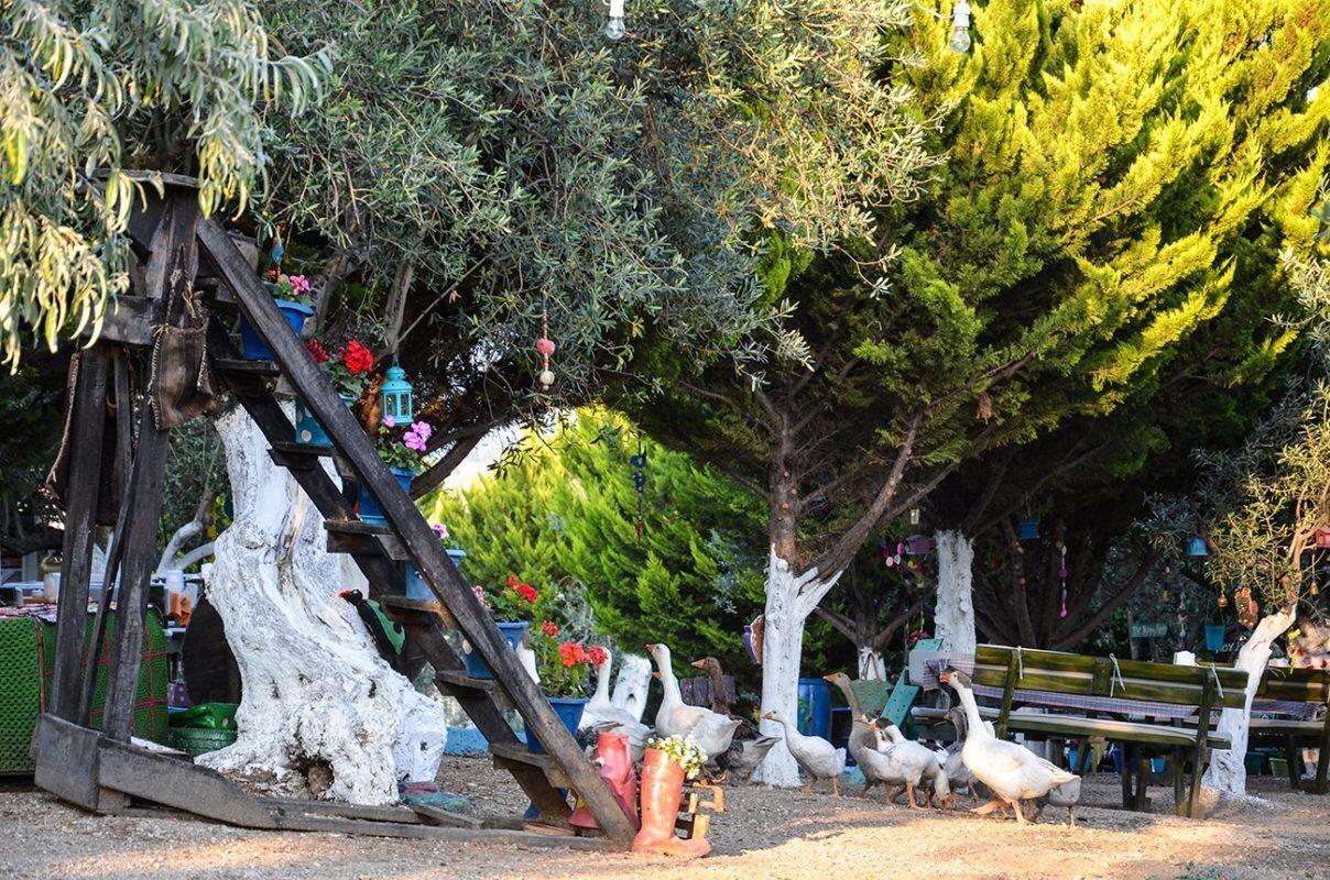 Kaymak Tepesi Tatil Evi Bed & Breakfast Kucukkuyu Exterior photo